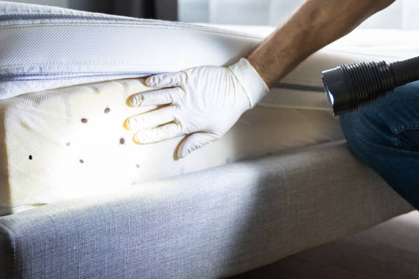 Best Pest Control Treatment  in La Vista, NE
